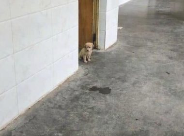 小土狗坐着班里授课,听着听着就睡觉了,上的必须是数学课吧?