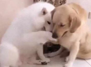 萨摩耶留食材给金毛狗狗吃,金毛狗狗不吃反礼让,结果令主人啼笑皆非