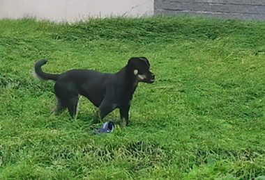 狗狗叼着内衣在草地上玩耍，看了都说不出话了