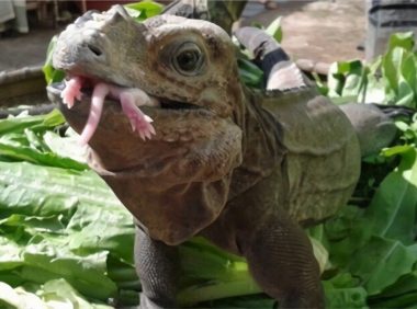 犀牛鬣蜥身份信息