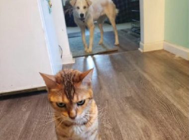 狗狗偷吃了幼猫猫粮，猫咪气呼呼跑到主人眼前控诉，猫：帮我主持公道