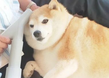 柴犬身体吃得太胖了,但脸却還是不大,它是哪个养猪大户的肉猪啊