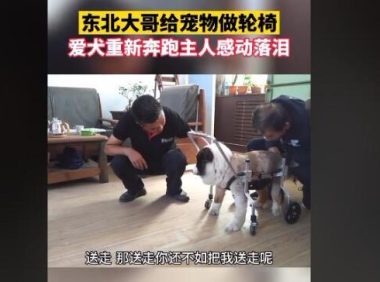 东北大哥给残疾狗做轮椅，爱犬带着专车奔跑，主人感动落泪