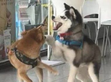 哈士奇认为柴犬好欺压,就上来得罪它,想不到却被柴犬打惨了!
