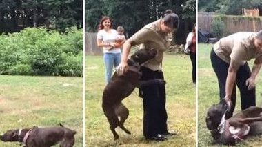 狗狗以为被抛弃 1年后再见到主人激动不已