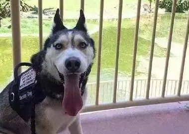 笑一笑，这只二哈真的当上搜救犬啦，可算是给二哈长脸了