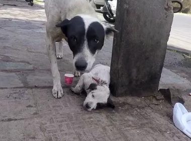 母犬当街求助，脚底平躺着一动不动的小奶狗