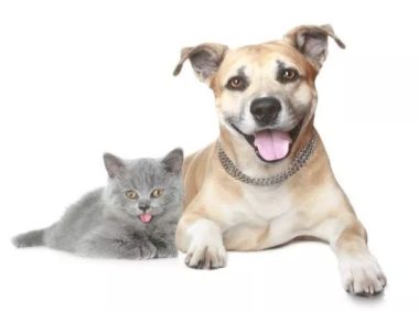 小狗误闯猫咪领地被围困,狗妈妈奋力营救!