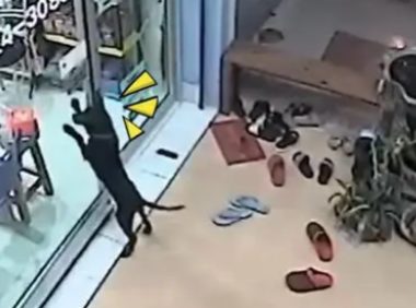 聪明狗狗跑丢后,竟去宠物诊所找主人