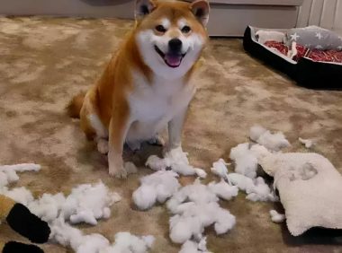 买来只红色小土狗,商家说成先天性的,养了一个月后,传出死讯