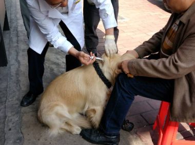 安阳“狗咬人”事件牵出旧案开庭,牵狗女子被以涉嫌诈骗罪起诉