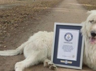 爱尔兰猎狼犬尾巴长76.8公分 荣登世界最长纪录
