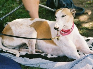 狗狗瘦得只剩皮包骨头，即将奄奄一息，小伙挖地安葬时却出现意外救了它