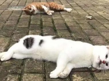个人在国外购买宠物 | 除猫犬外,个人从境外邮购活体宠物均属非法