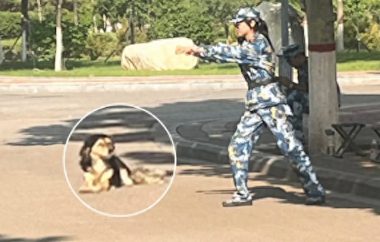 新生进校军训时，把学长狗狗当做练习心肺复苏的对象，它还挺配合