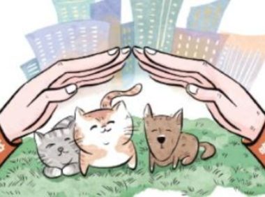 伤人惹人厌、消杀让人怜 流浪猫狗数量激增应如何处置