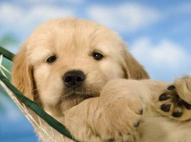 金毛犬托运途中死亡宠物托运公司被指擅自将空运改陆运 市场监管部门已介入