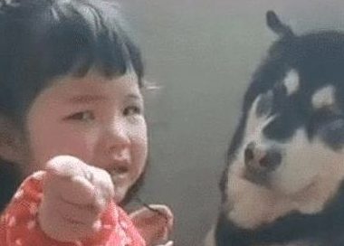 小主人被揍,小主人找狗狗帮助,狗狗看过女主角一眼表明:束手无策