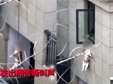 邯郸12岁男孩被4恶犬咬死,这次,“爱狗人士”出来说话了!