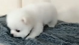 狗狗为自己盖厚，想不到是那样做的，一副聪慧样子呆萌许多人