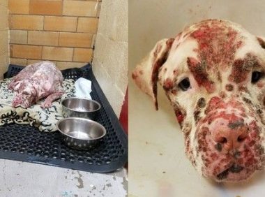 比特犬被蜜蜂螫成大花脸 抛弃在医院孤单疗伤
