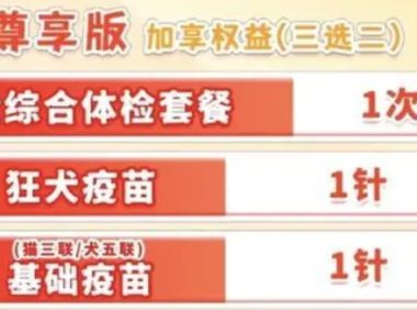 年轻人给宠物买保险:猫猫狗狗看病比人贵