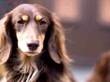 主人花钱为狗纹眉，让其叼烟拍照惹争议，网友：考虑过狗的感受吗