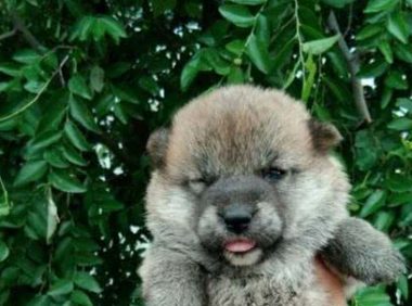 扒开树枝发现只短腿小奶狗，女孩万分想带回家，这一刻被它萌翻了