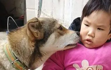 儿子摔倒后在哭泣，狗狗凑过来替他舔掉眼泪