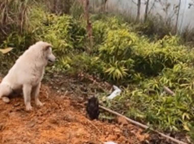 奶奶去世后，小白狗默默守在坟前不愿离去：我在陪着你呀