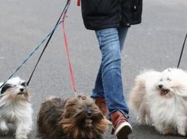 视界观丨狗狗纷至沓来共赴世界规模最大狗展