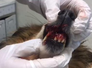 喜乐蒂也被抛弃？别墅外浑身是伤戴牵引绳的流浪狗，以为是车祸，不想却是人为