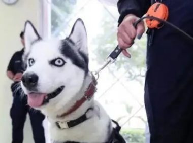 特警挑战训练二哈做警犬?结果警局差点被拆了
