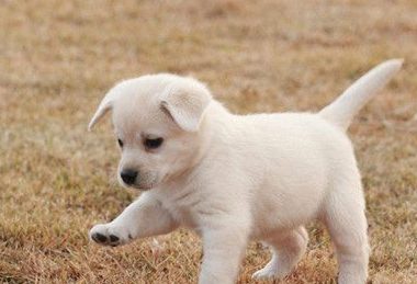 狗狗未经检疫就入澳洲 宠物狗主人收传票