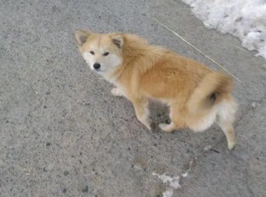 流浪狗见到谁都撒娇 背后原因让人心疼