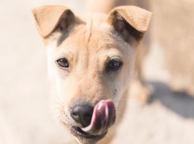 病疫情期内大城市养狗人不可以太骄纵