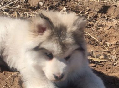 网友带阿拉斯加犬出来放风，玩了一会儿趴地面上不动了，脚底是什么