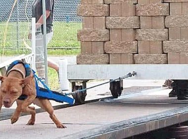 女子看不上比特犬柔弱,便每日开展魔鬼训练,1月后没有人敢上门服务了