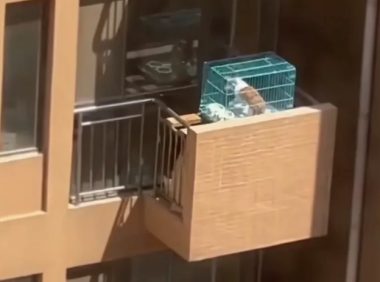 狗子被拴在阳台暴晒不停惨叫,网友:这样会晒死的…