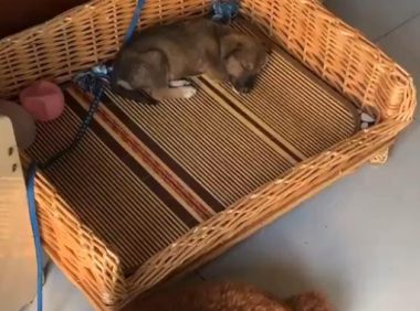 小土狗被丢大街上,任其自生自灭,为什么总有人瞧不起田园犬