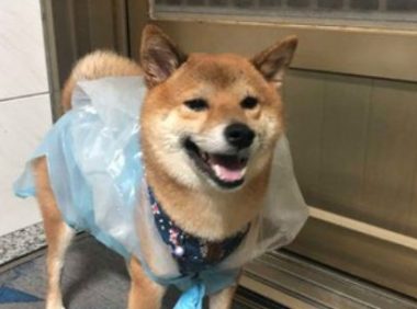 柴犬雨天非要出门，结果被垃圾袋套头，柴柴的笑容瞬间消失了