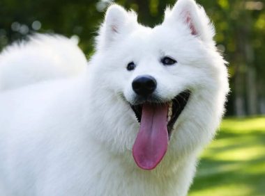 男子热恋时送女友萨摩耶 分手后持刀索狗