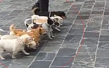 西藏遇到一位老爷爷遛狗,这技术真厉害,都来数数有几只狗