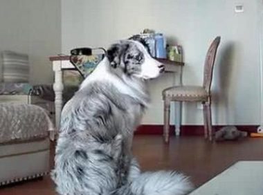 开启监控器，见到狗狗蹲坐在大客厅，接下去的个人行为，令人流泪