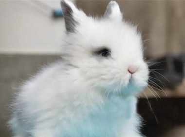 狮子兔身份信息