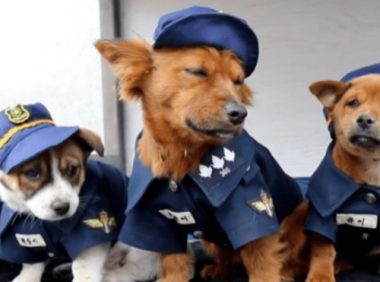 狗狗被收编为警犬,它却“拖家带口”来,都给个差事吧