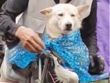 突然下雨了，老爷爷给狗狗戴帽子，老爷爷：可不能淋湿了！