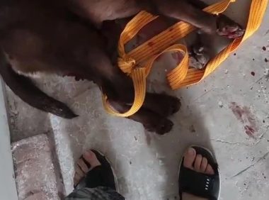 心理扭曲！男子“虐杀宠物狗”发视频炫耀：涉嫌“私藏”弩弓！