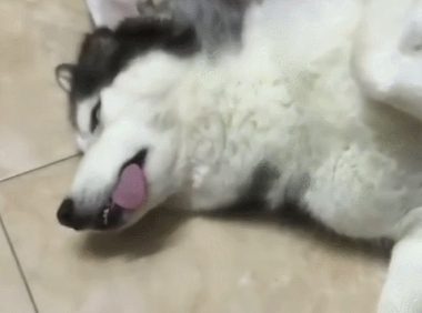 小狗入睡听不到召唤,主人喊傻狗,这狗立即翻眼呆咯!