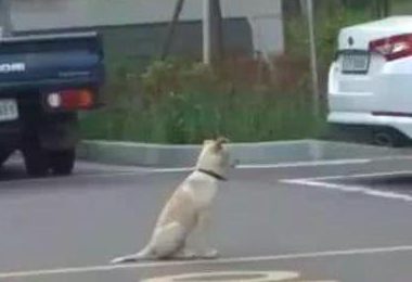 狗狗有间总不回只是坐着地下停车场里，专家建议它有心理障碍，缘故很辛酸